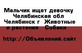 Мальчик ищет девочку - Челябинская обл., Челябинск г. Животные и растения » Собаки   